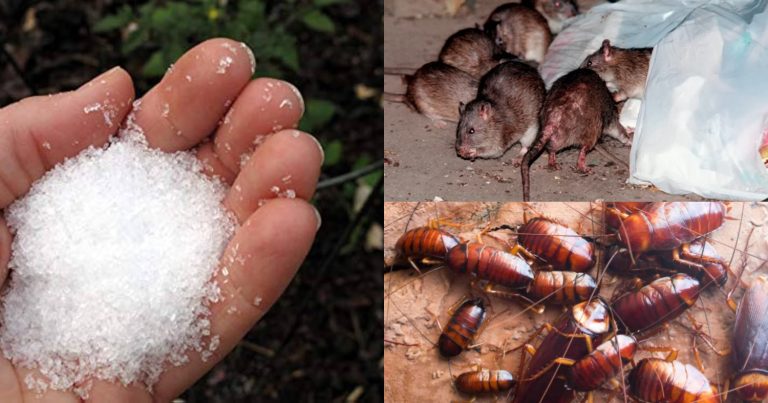 Get Ride Of Rat Lizard And Cocroches