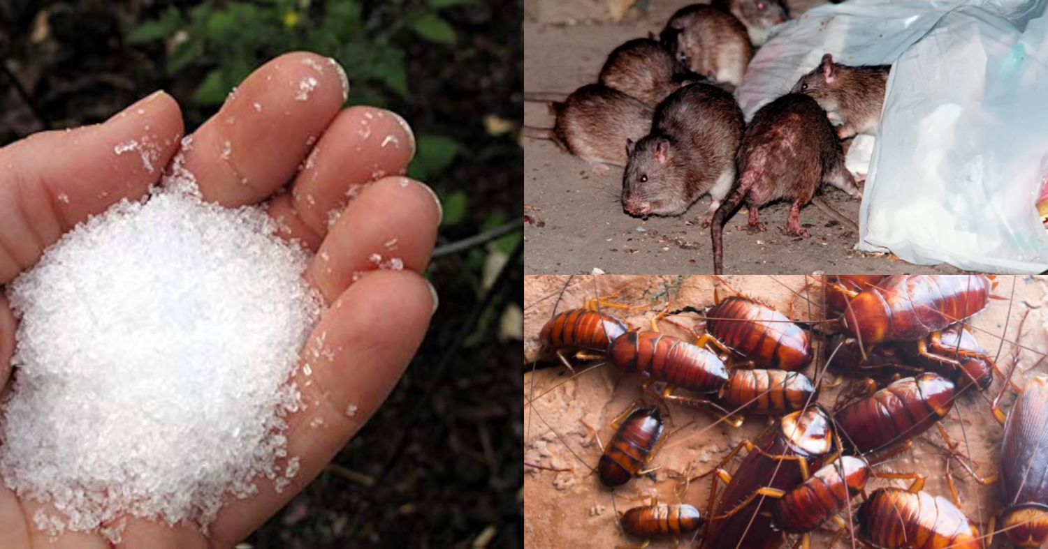 Get Ride Of Rat Lizard And Cocroches