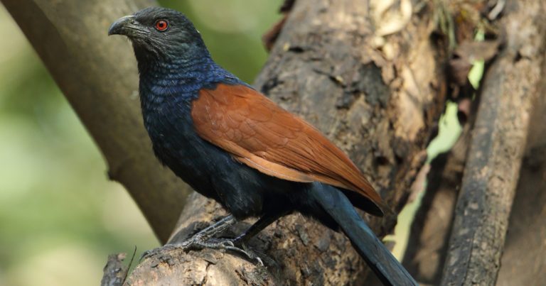 Lucky Bird Uppan Astrology