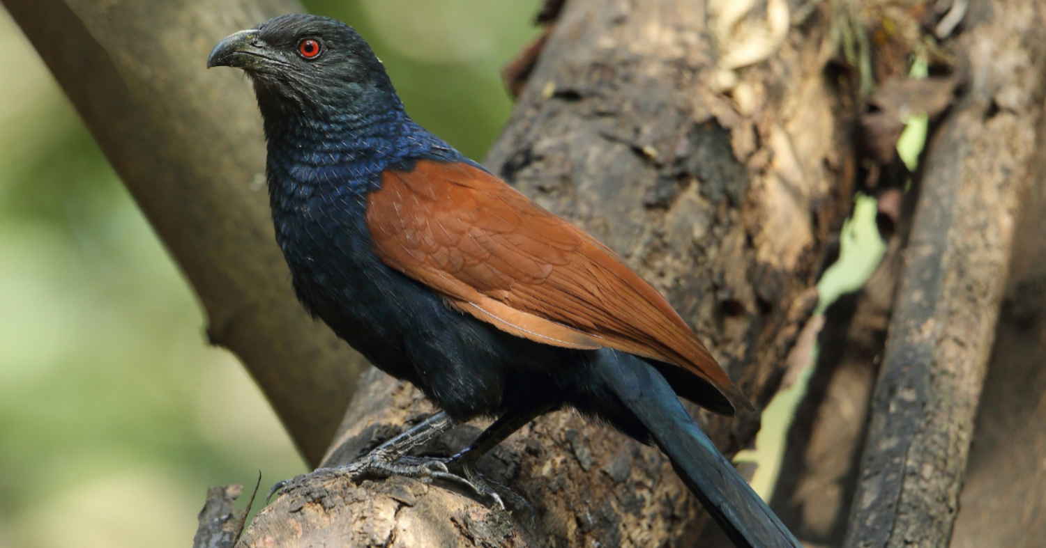 Lucky Bird Uppan Astrology