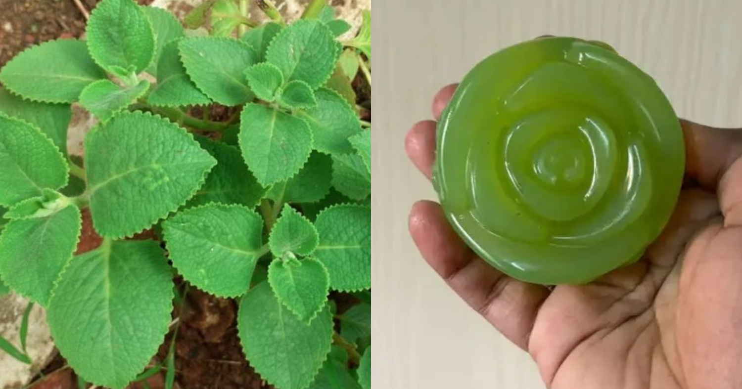 Panikoorka Soap Making Trick