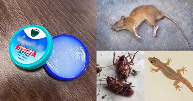 Easy Trick To Get Ride Of Rat And Lizard