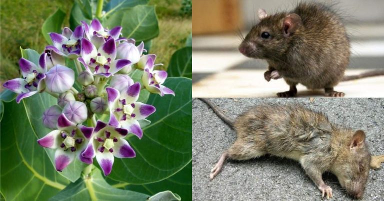 Get Ride Of Rat And Termite Using Erik Plant