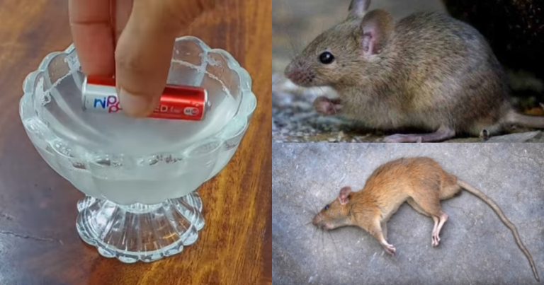 Get Ride Of Rat Using Battery