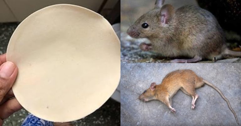 Get Ride Of Rats Using Pappadam