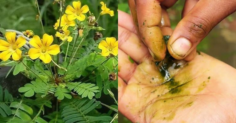 Mukkutti Plant Benefits