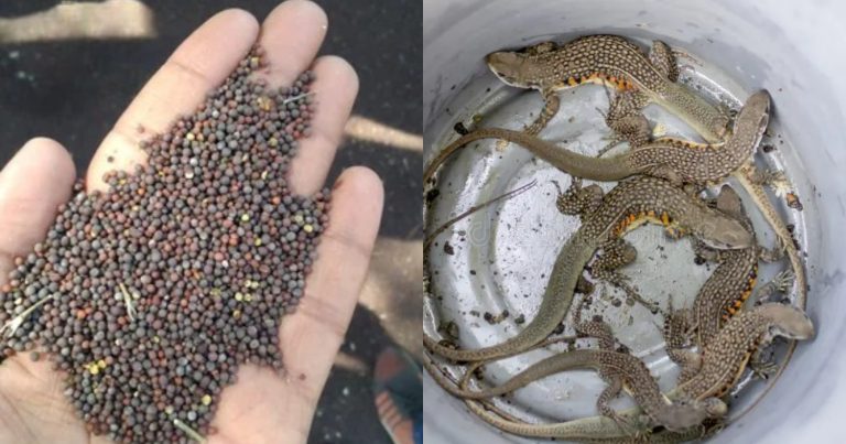 Mustard Tip To Get Ride Of Lizard