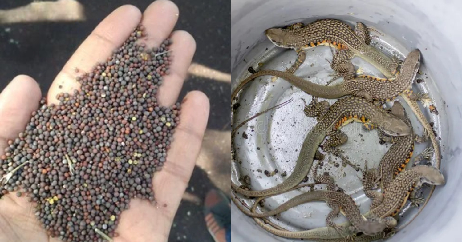 Mustard Tip To Get Ride Of Lizard