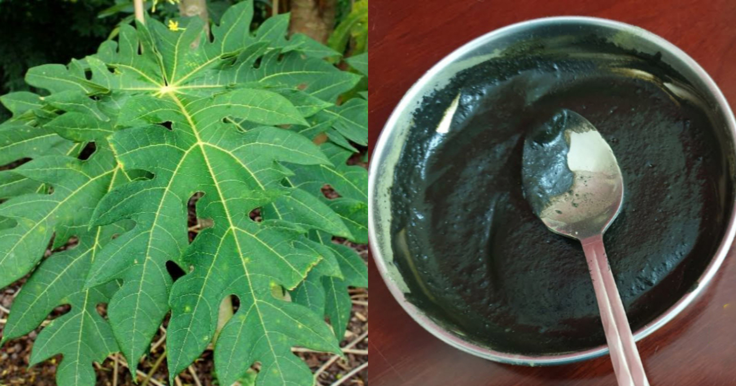 Natural Hair Dye Using Papaya Leaf