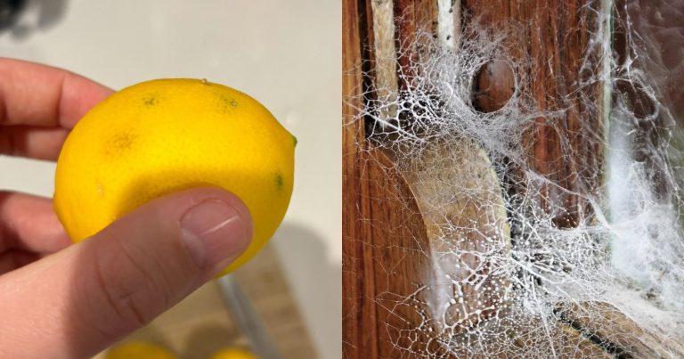 Spider Web Cleaning Trick Using Lemon