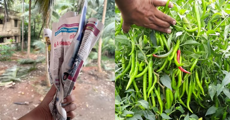 Caring Tips For Old Chilli Plant To Get More Yield