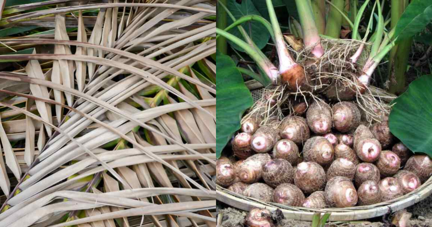Easy Chemb Cultivation Using Coconut Leaf