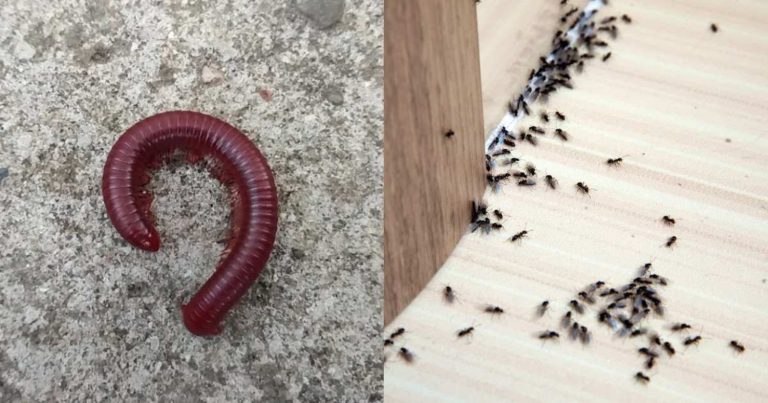 Get Rid of Insects From Home