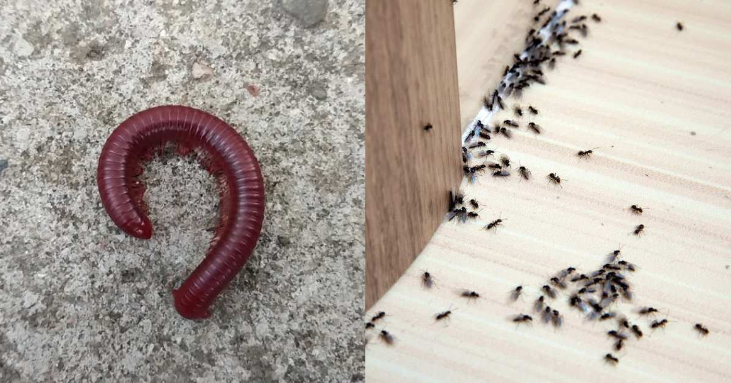 Get Rid of Insects From Home