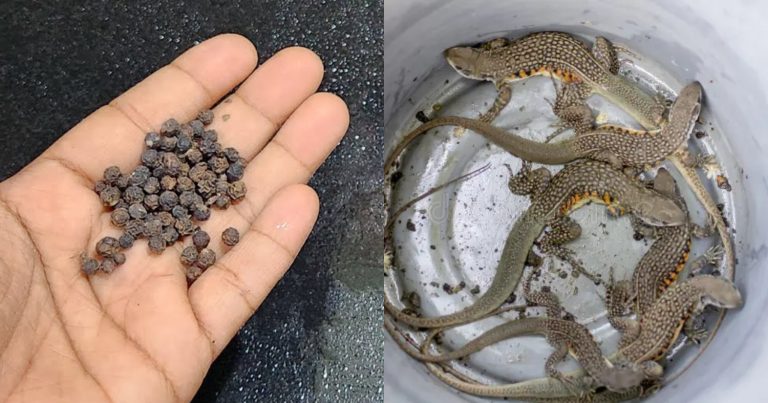 Get Ride Of Lizard Using Pepper