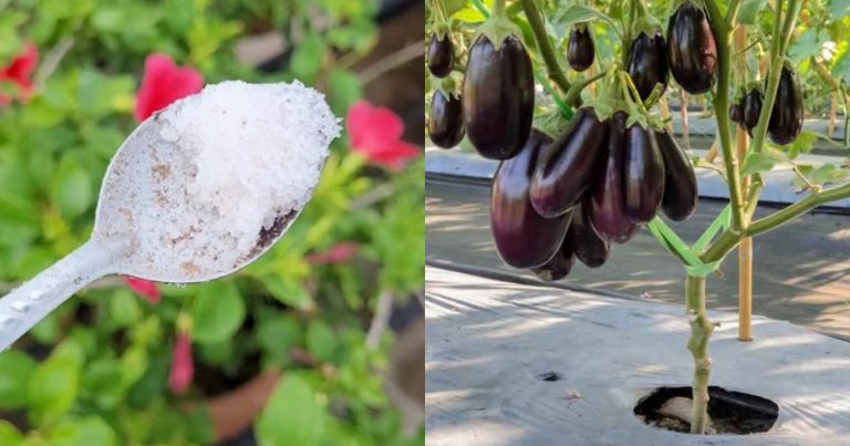 Tip To Get More Yield From Brinjal Plant