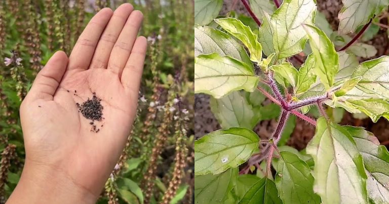 Basil Plant Benefits