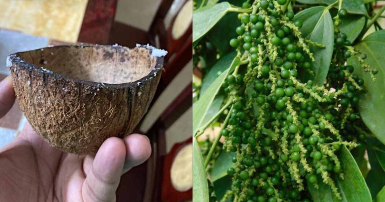 Coconut Shell Tips In Black Pepper Cultivation