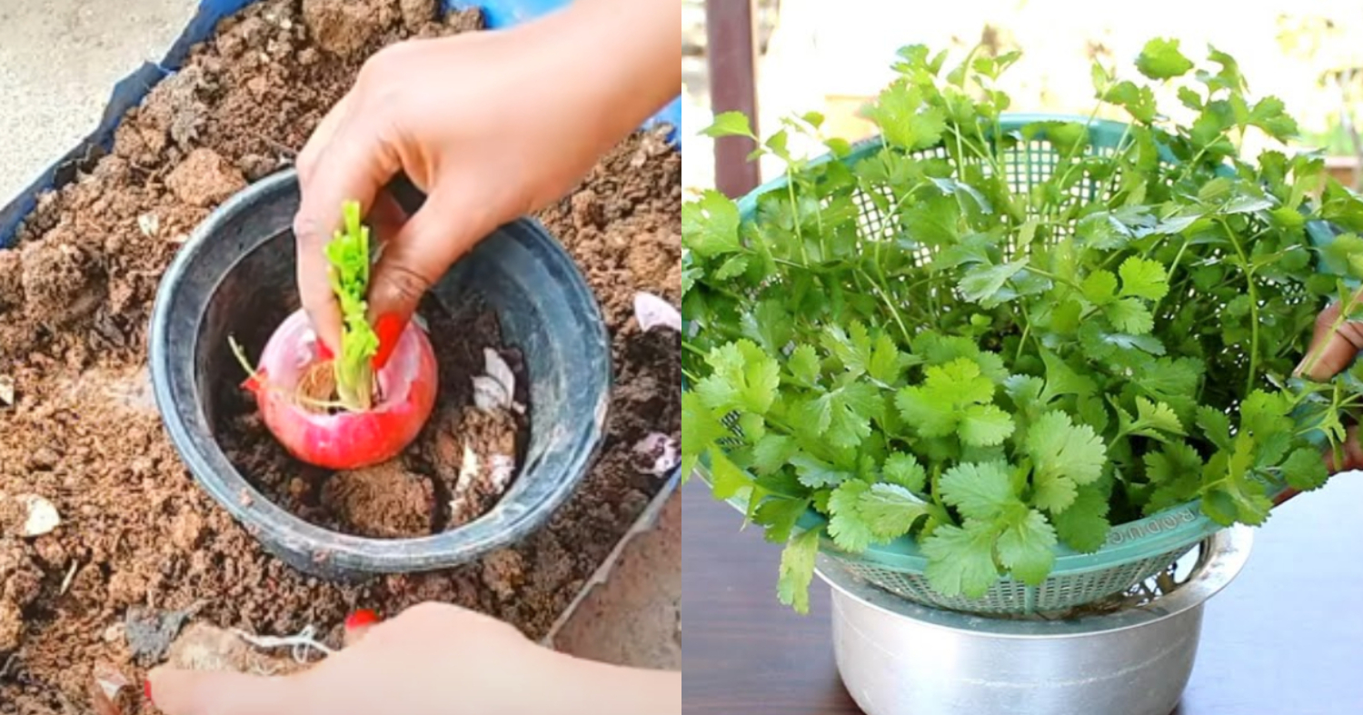 How Grow Coriander Easily At Home