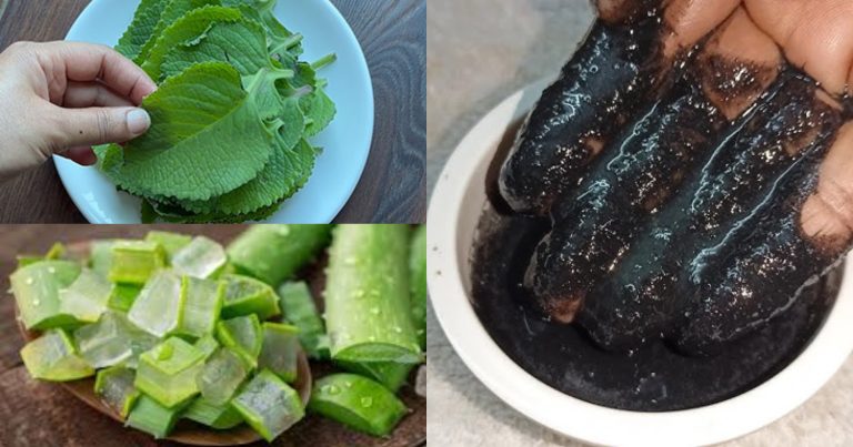 Natural Hair Dye Using Aloe Vera And Panikoorka