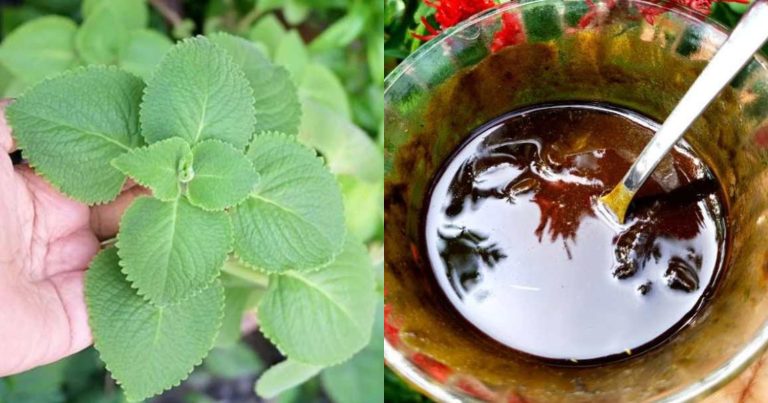 Natural Hair Dye Using Panikoorka