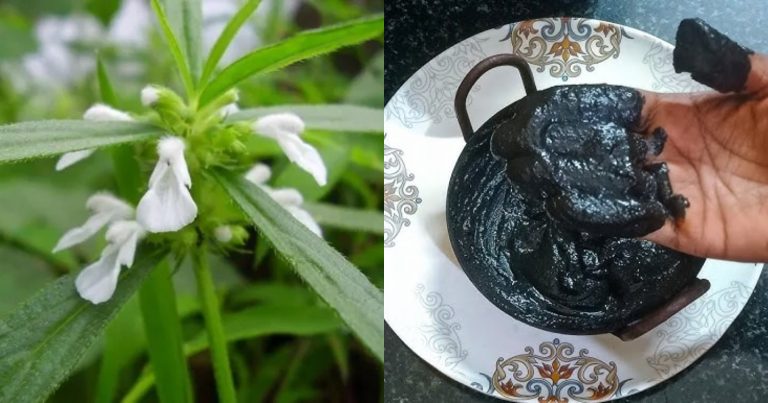 Natural Hair Dye Using Thumba Plant