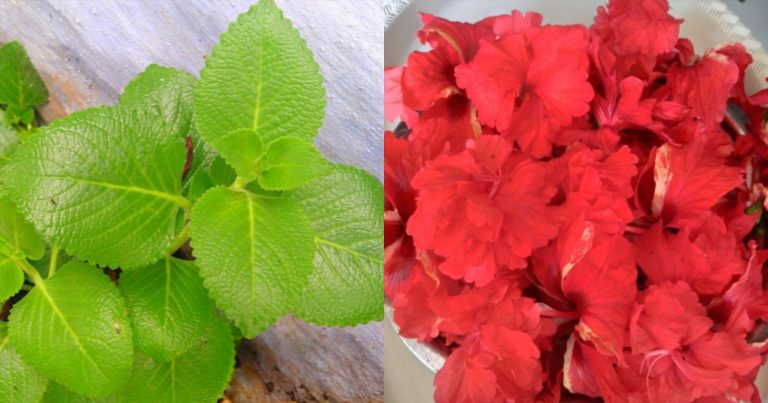 Natural Long Lasting Hair Dye Using Panikoorka