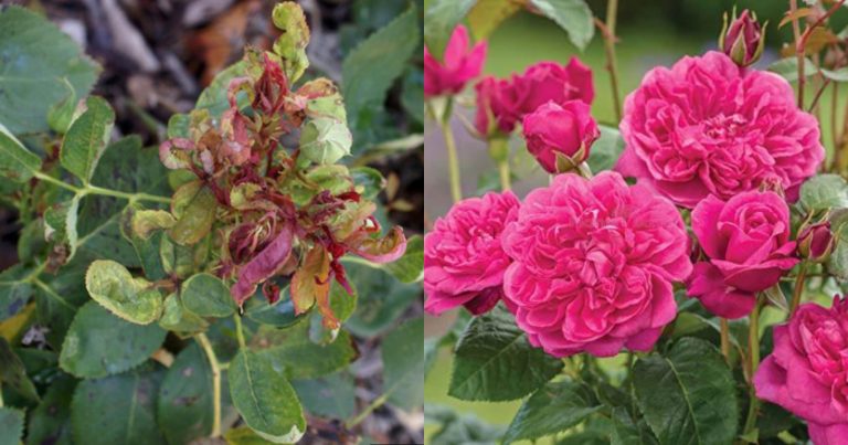 Plant Flowering Tips