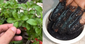 Basil Leaves Natural Hair Dye