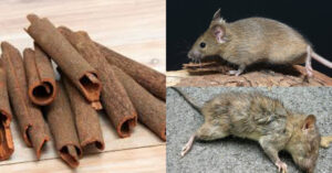 Best Repellent For Rat And Pests