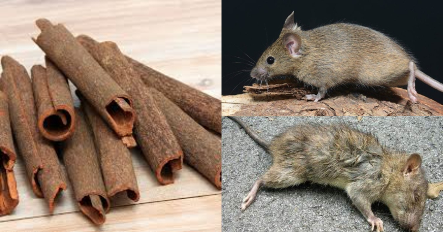 Best Repellent For Rat And Pests