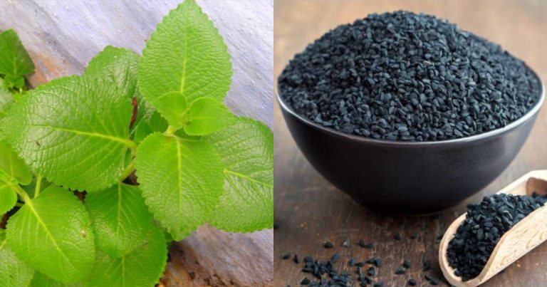 Black Cumin And Panikoorka Natural Hair Dye
