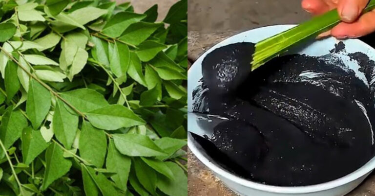 Curry Leaves Natural Hair Dye