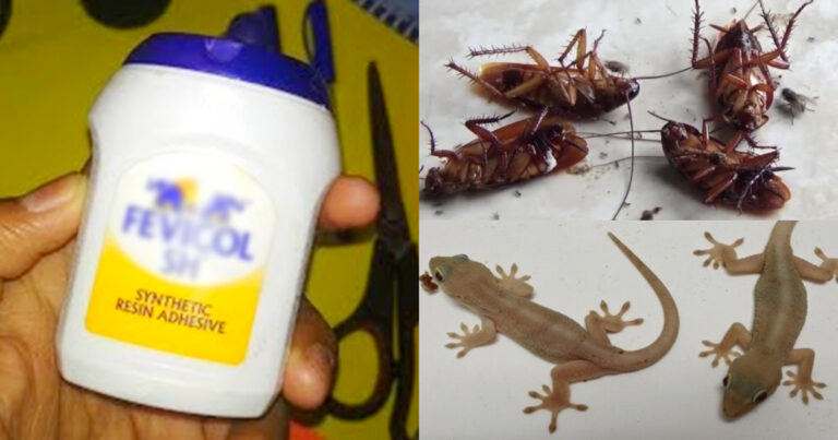 Easy Get Rid Of Pests Using Fevicol