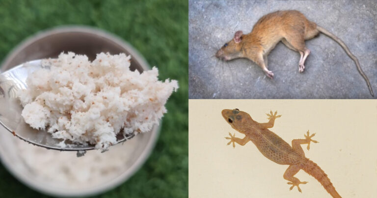 Get Ride Of Rats And Lizard