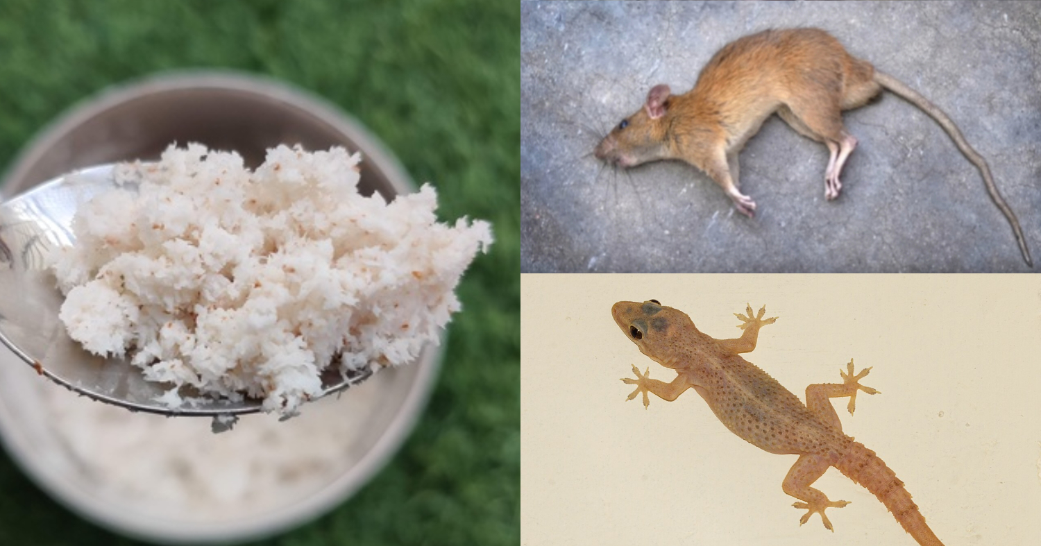 Get Ride Of Rats And Lizard