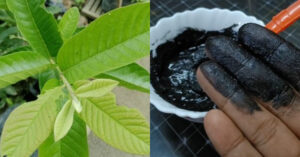 Natural Hair Dye Using Guava Leaf