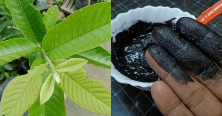 Natural Hair Dye Using Guava Leaf