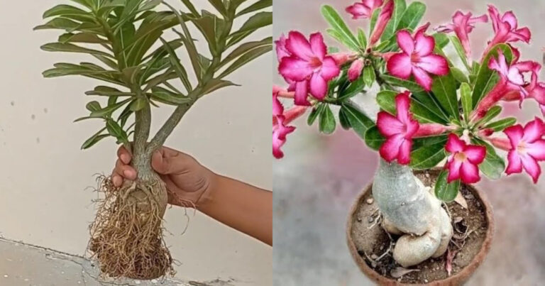 Adenium Plant Flowering Tip