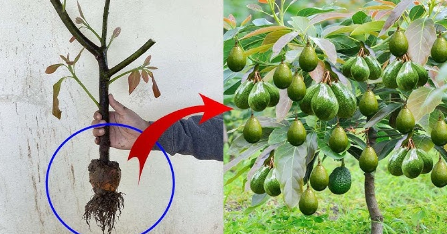 Avocado Cultivation Tips