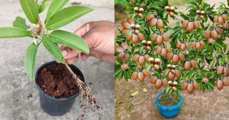 Chikoo Plant Cultivation At Home