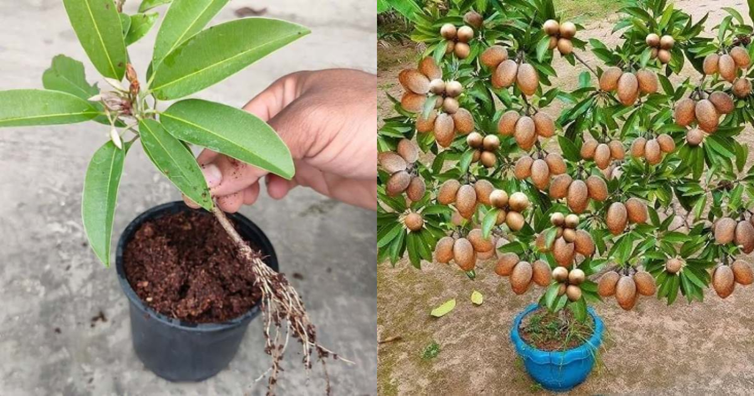 Chikoo Plant Cultivation At Home