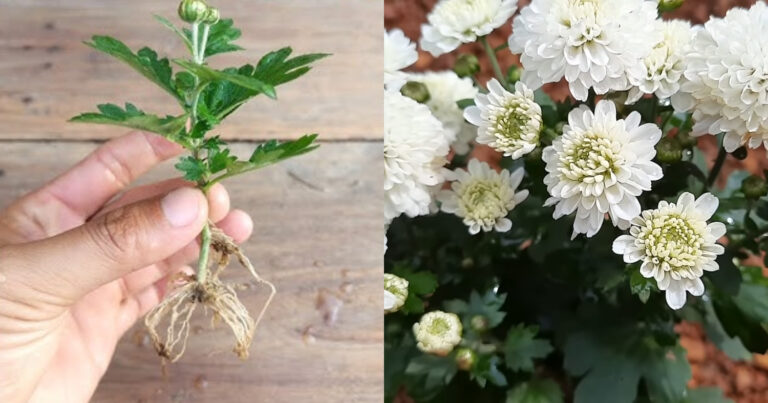 Chrysanthemum Cultivation Tips