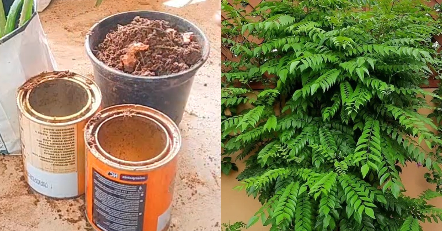 Curry Leaves Better Growth Tips