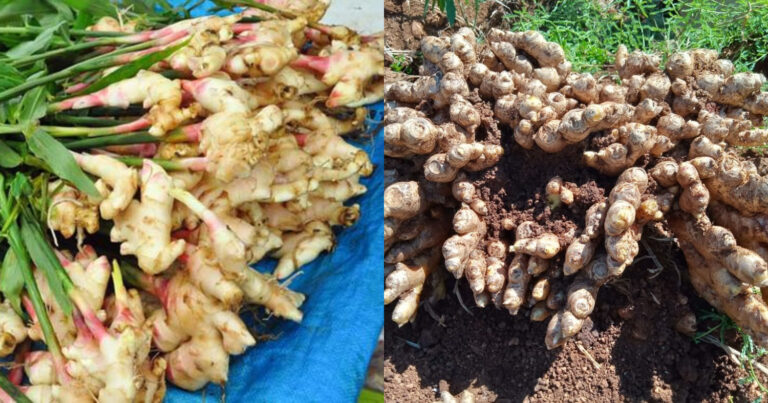 Ginger Cultivation At Home
