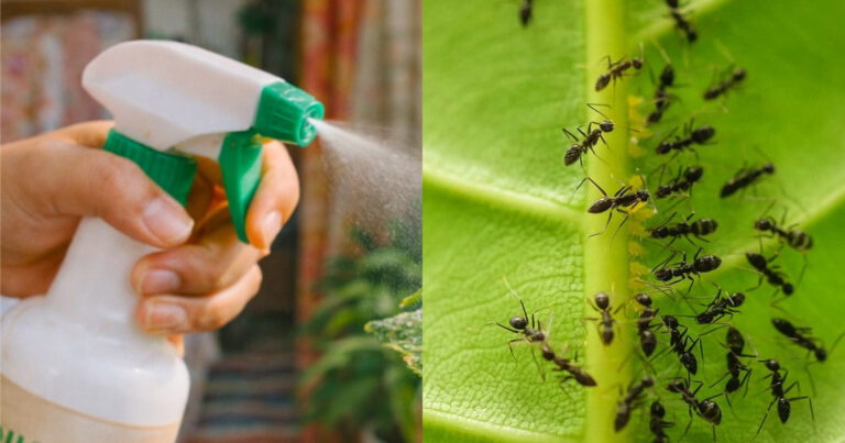 How To Get Rid Of Ants From Plants