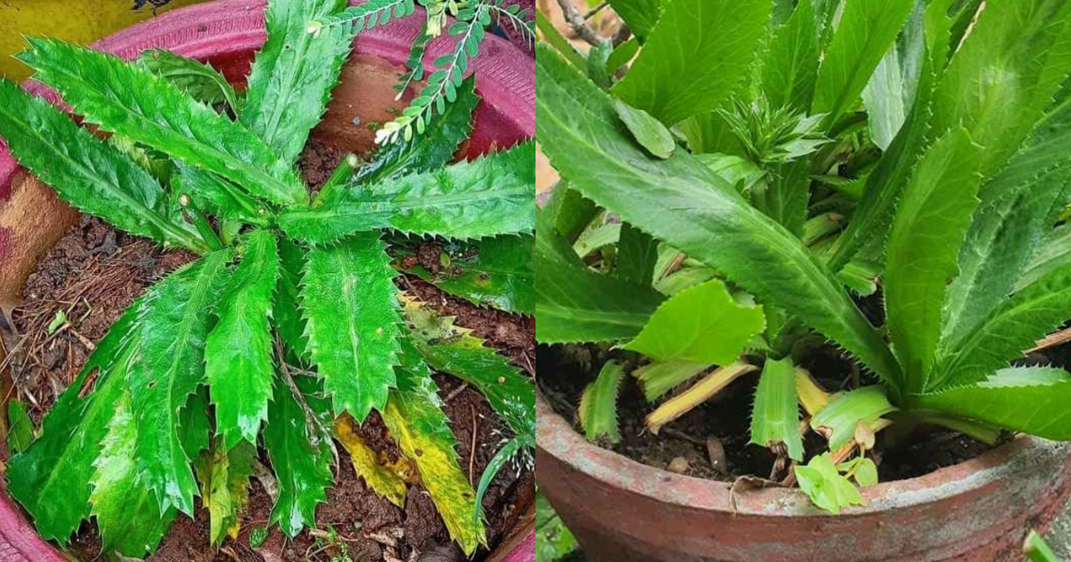 Mexican Coriander Cultivation