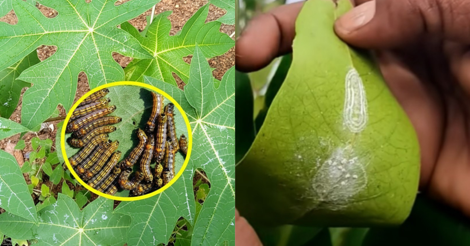 Organic Pesticides For Worms In Plants