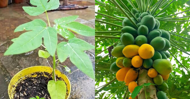 Papaya Cultivation Tips