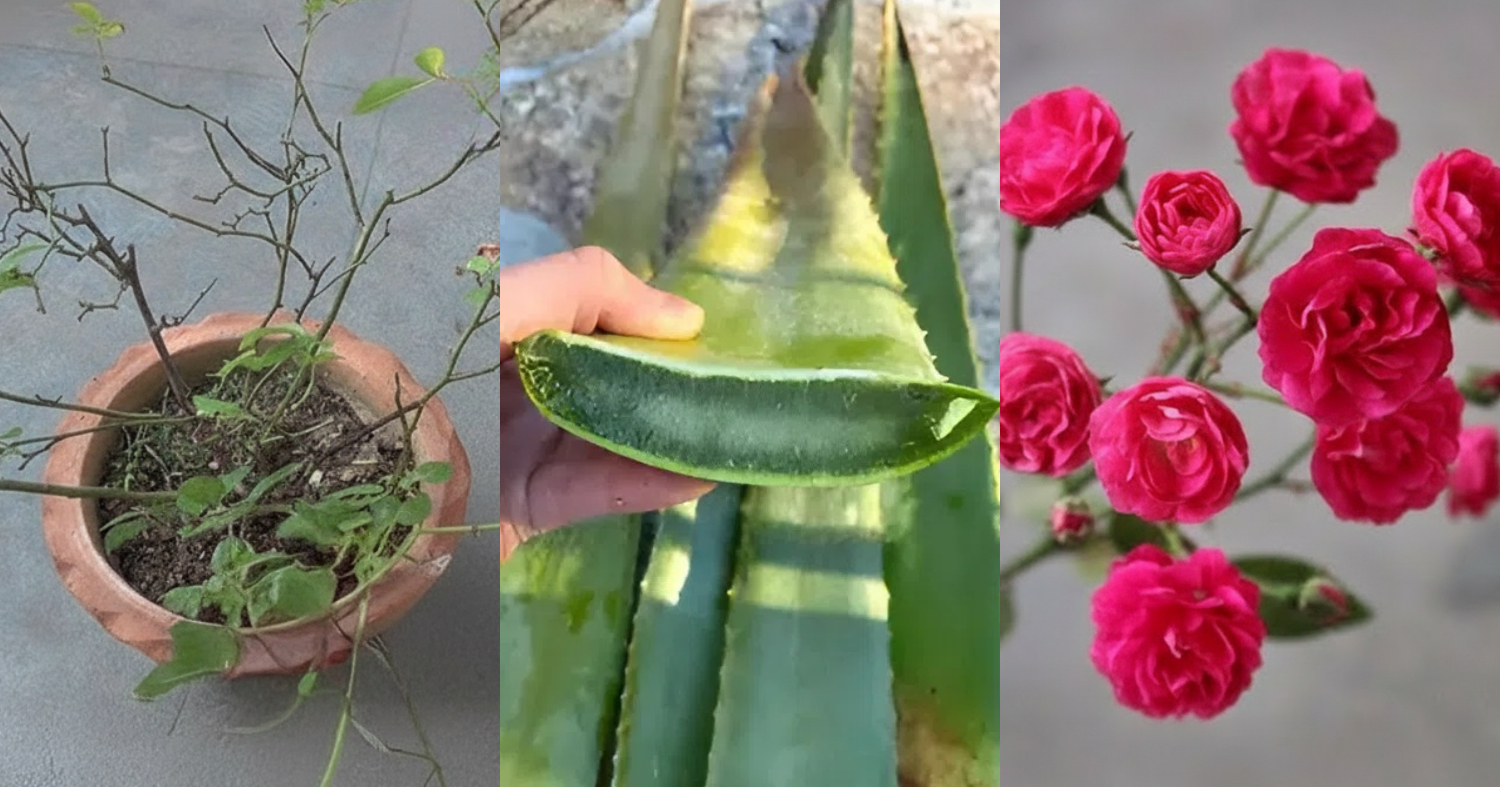 Rose Plant Flowering Tip